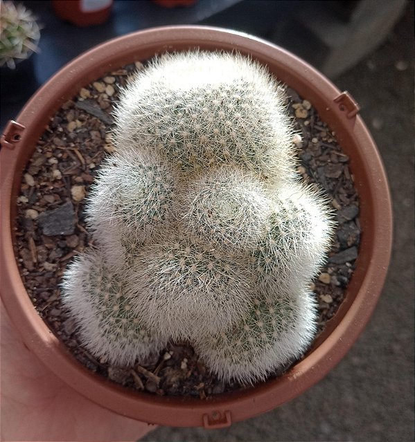 Rebutia Muscula
