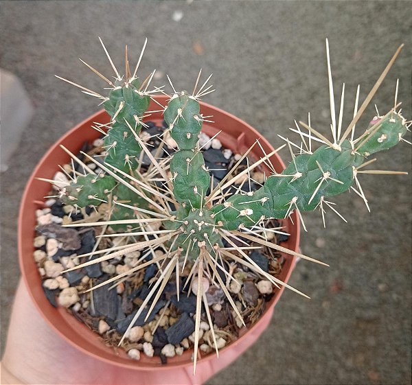 Cylindropuntia Tunicata