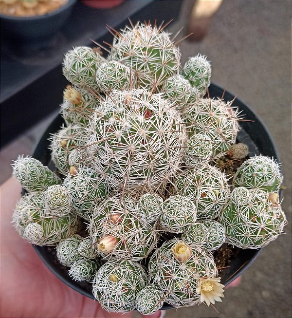 Mammillaria Vetula