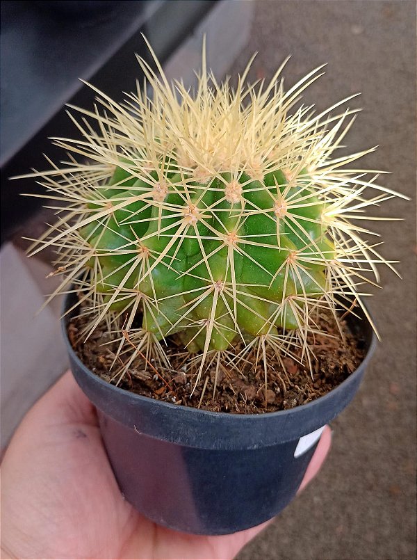 Poltrona de Sogra