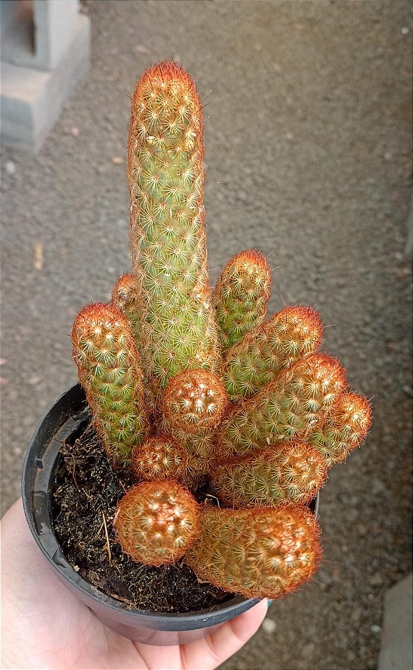 Mammillaria Elongata Rubra