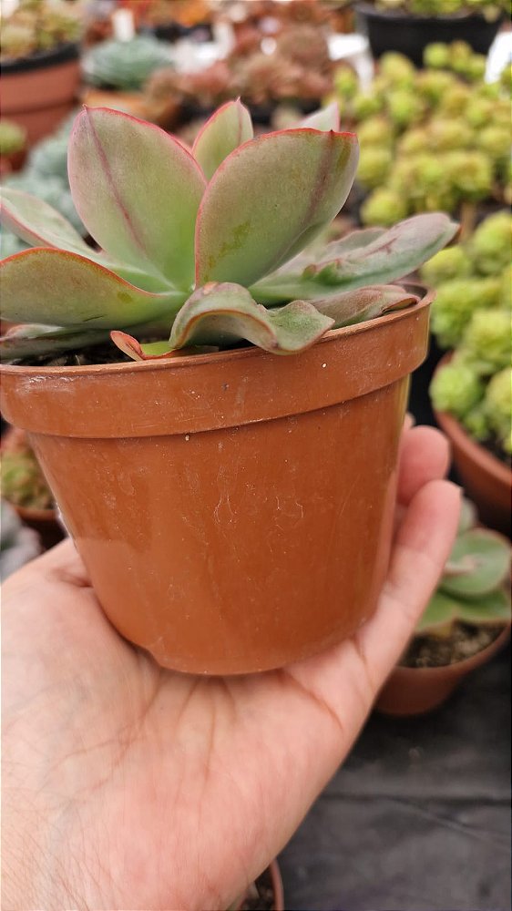 Graptoveria Bashful