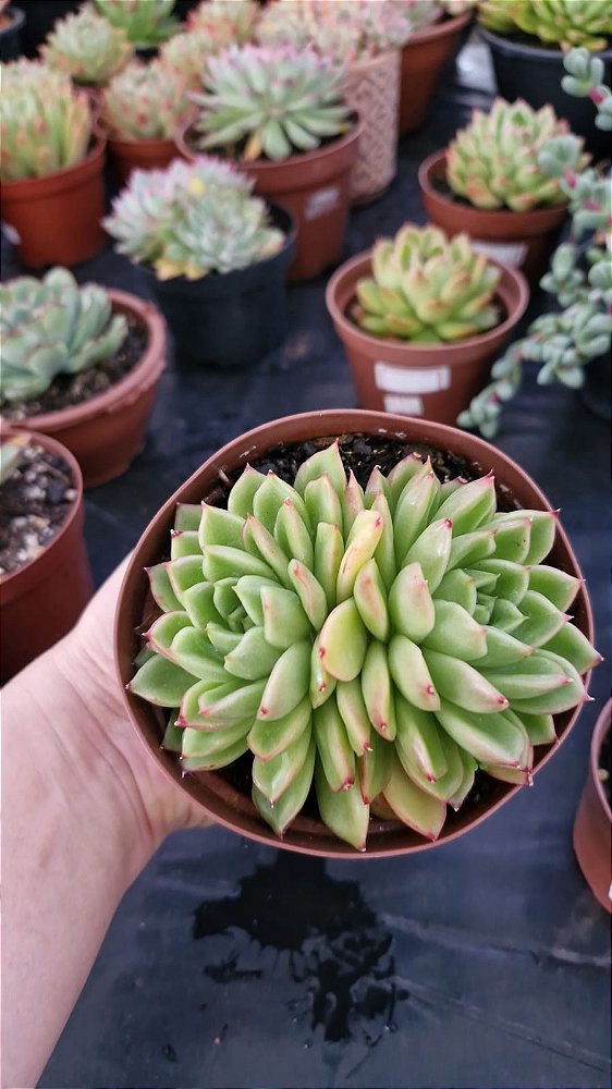 Echeveria Flamenco