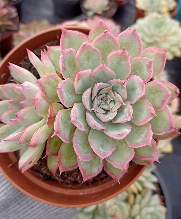 Echeveria Apus Cristal