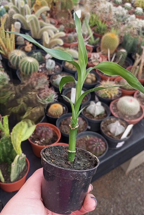 Bambu-da-Sorte