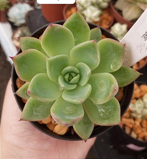 Echeveria Bonfire