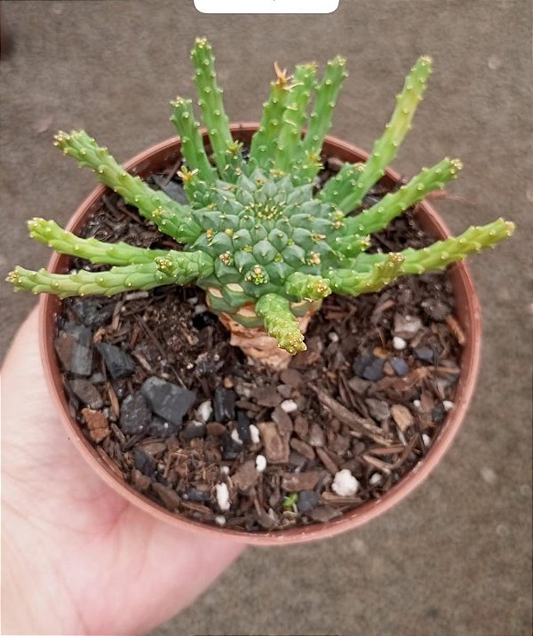 Euphorbia Flanaganii - 'Cabeça de Medusa'