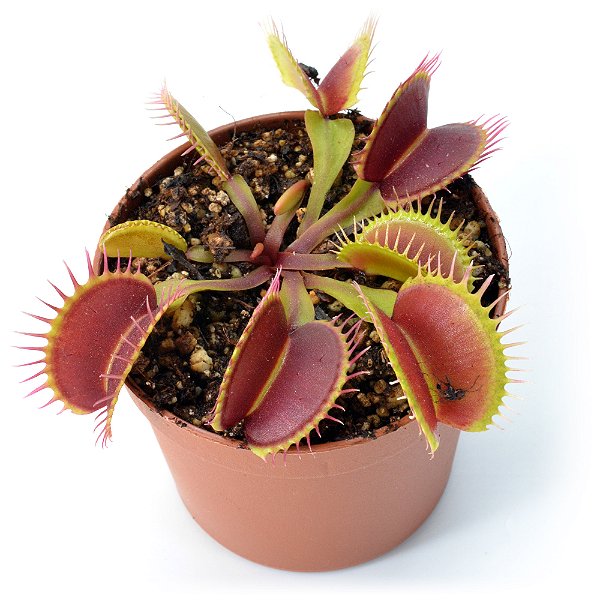 Dionaea muscipula Média