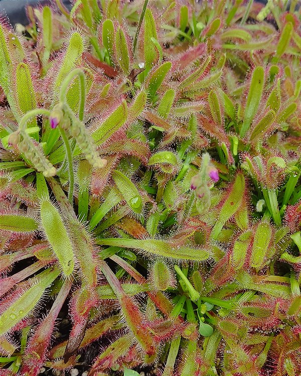Drosera Hercules Grande