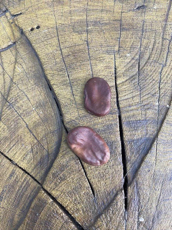 Fava de Iansã - Oya