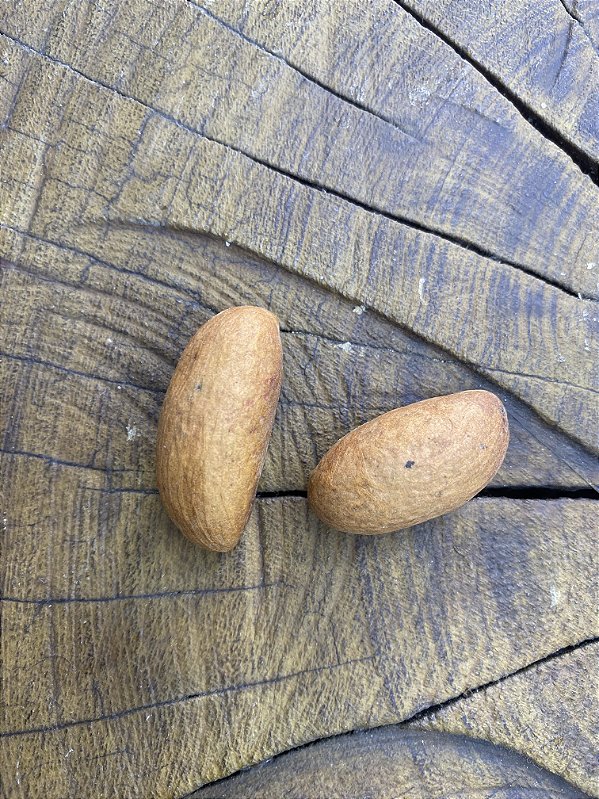 Orobo Africano
