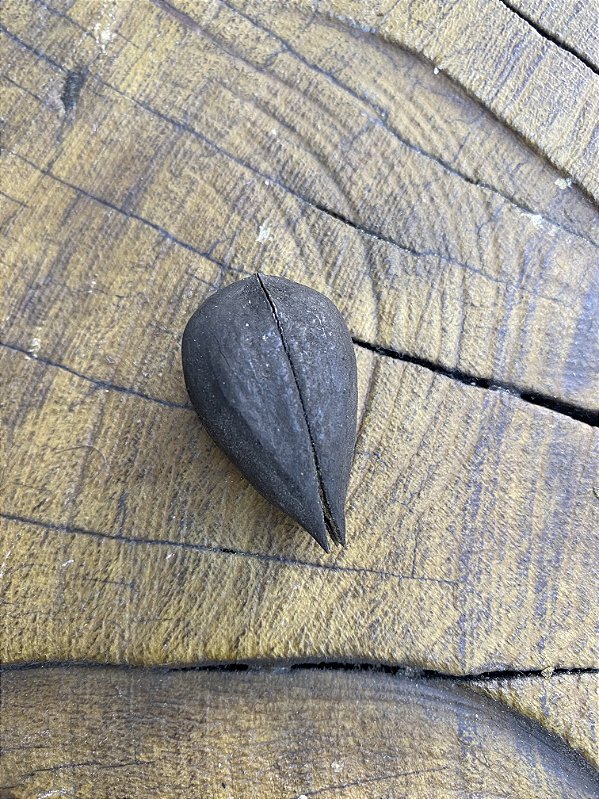 Fava Garra de Exu