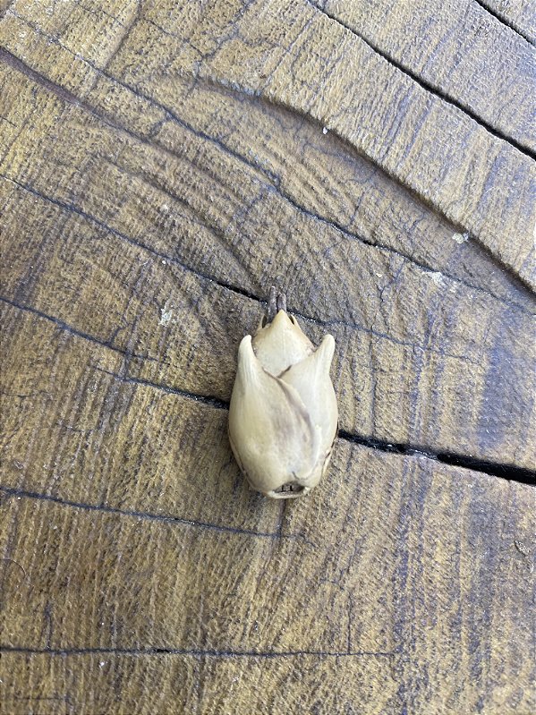 Fava Flor de Oxum