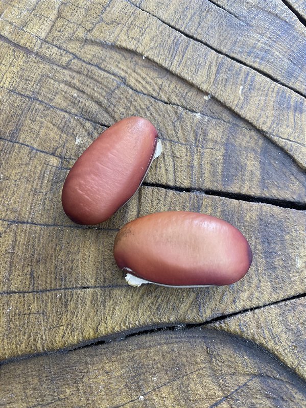 Fava de Ogum