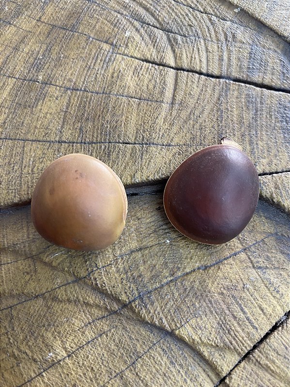 Fava Olho de Boi