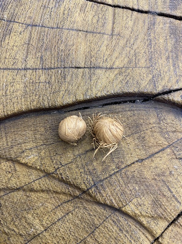 Fava da Saúde