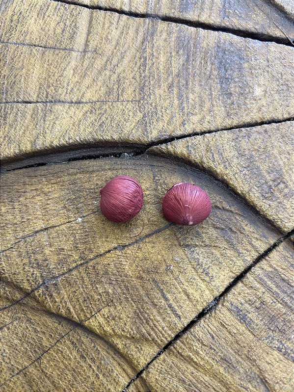 Fava do Amor (bolinha)