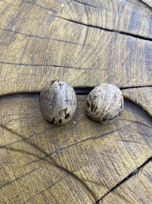 Fava de Obaluaye - Omolu