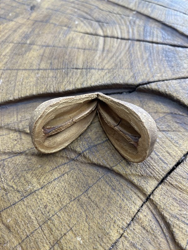 Fava de Orunmila - Opele