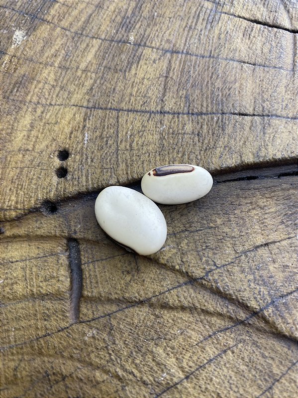 Fava Branca - Fava de Oxala