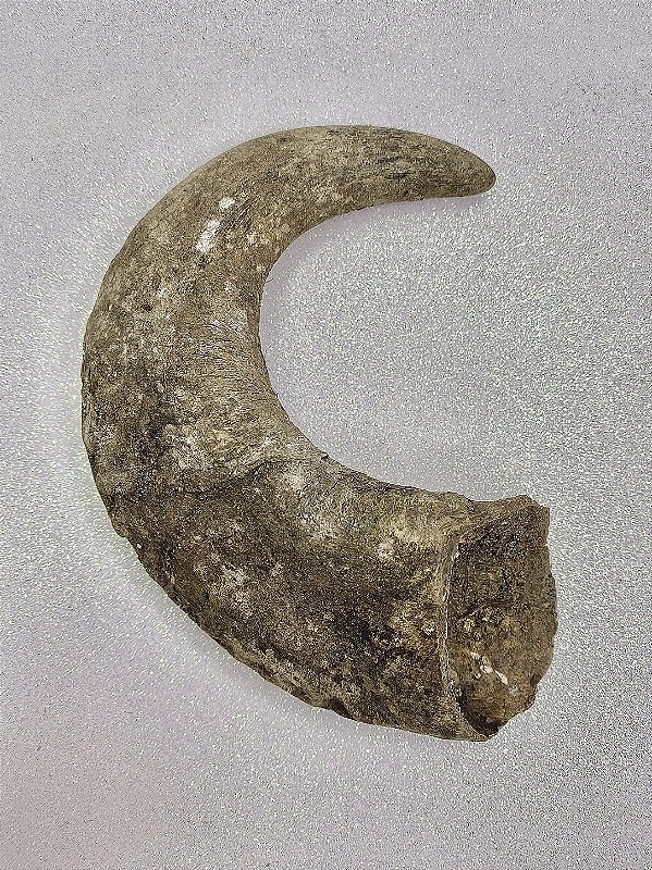 Chifre de Búfalo Pequeno