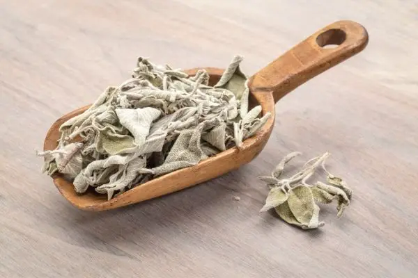 Sálvia - erva seca à granel