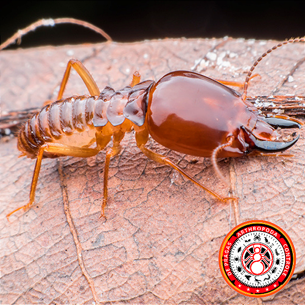 Descupinização ( valor sugerido no site antes de fechar consulte vendedor )