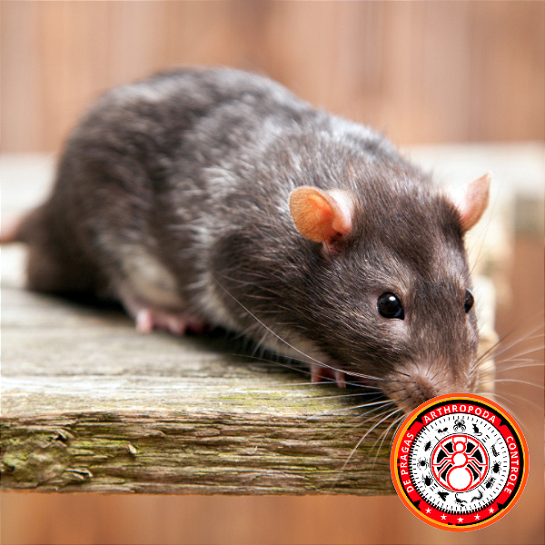 Desratização ( valor sugerido no site antes de fechar serviço consulte vendedor)