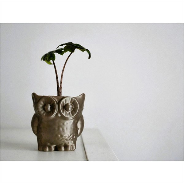Vaso de Planta de Coruja Solution 3D 1295357