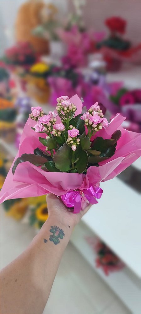 Kalandiva Plantada para Presente