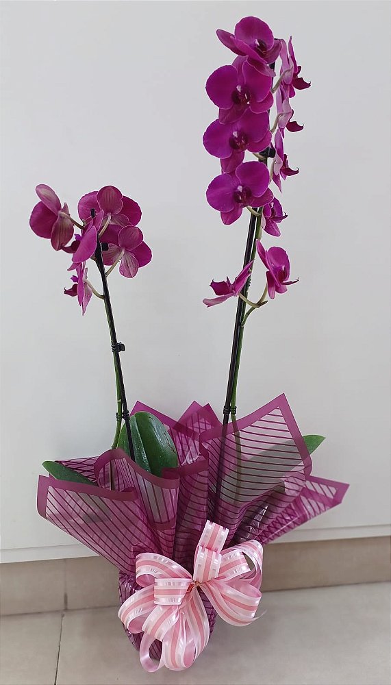Orquídea Phalaenopsis 2 Hastes para Presente