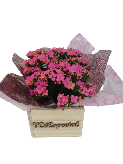 Vaso de Kalanchoe