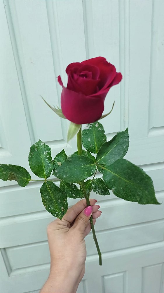 Rosa Vermelha Avulsa (Sem Embalagem)
