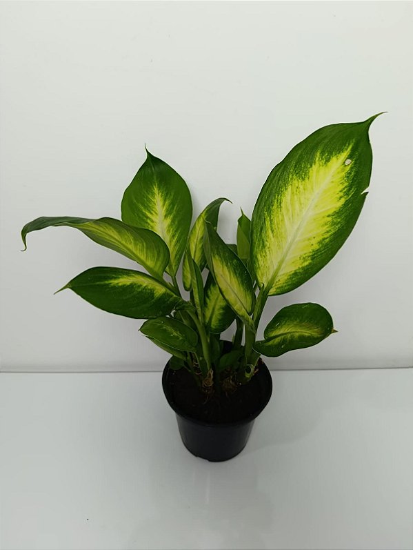 Vaso de Comigo Ninguém Pode