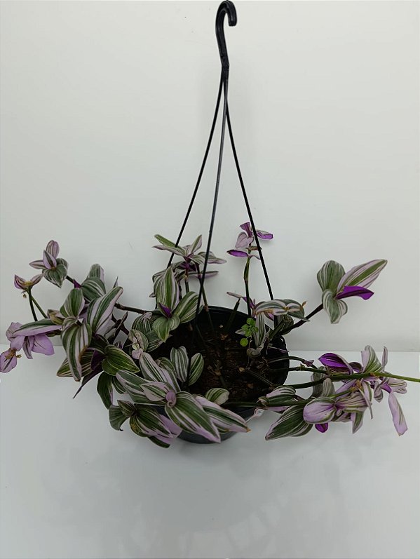 Vaso de Lambari Roxo