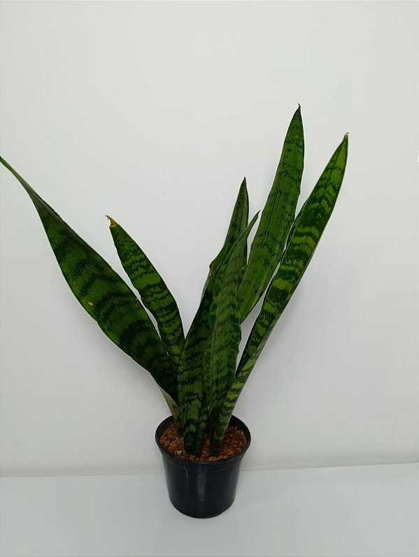 Vaso de Espada de São Jorge