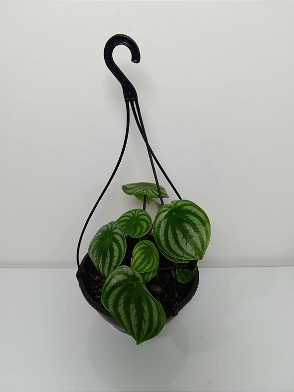 Vaso de Peperômia Melancia