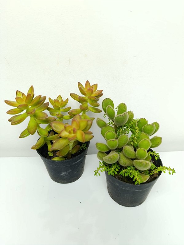 Vaso de Suculenta Pequena