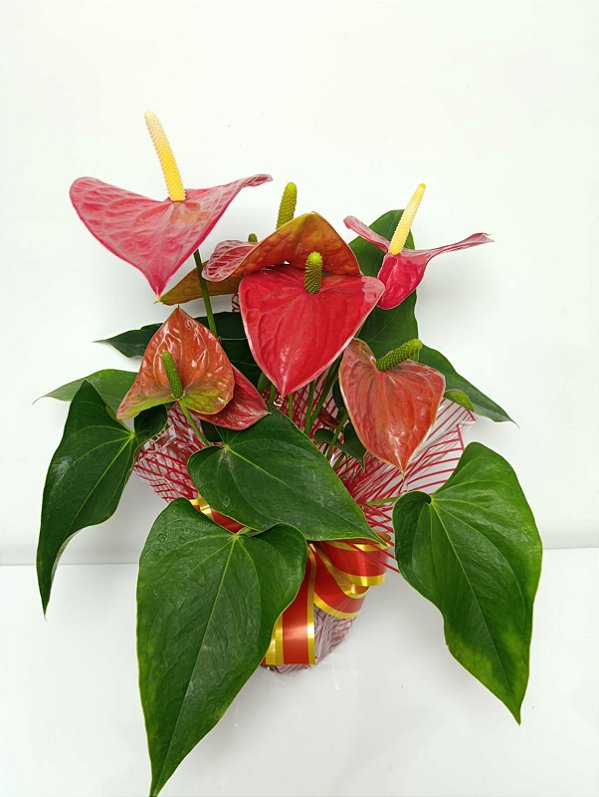 Vaso de Antúrio Simples