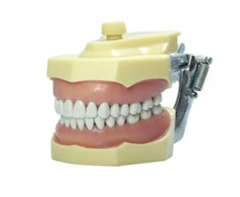 Manequim Odontológico