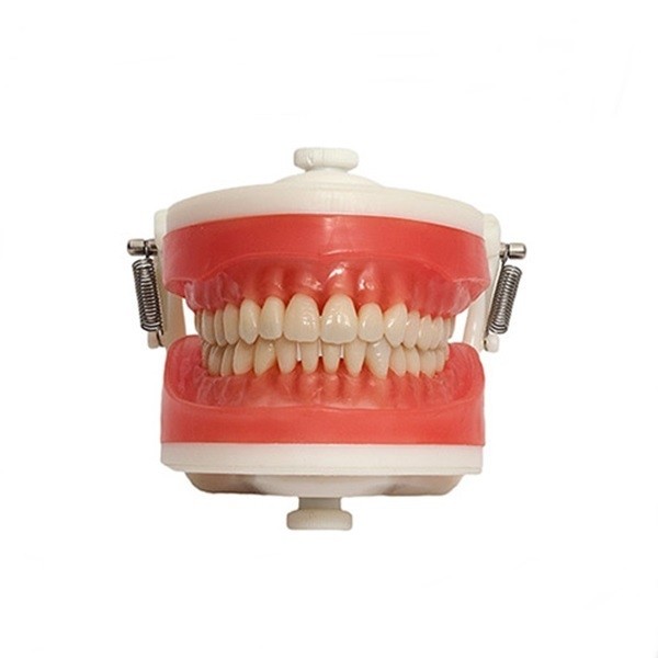 Manequim Articulador Mdt  099 - Pronew