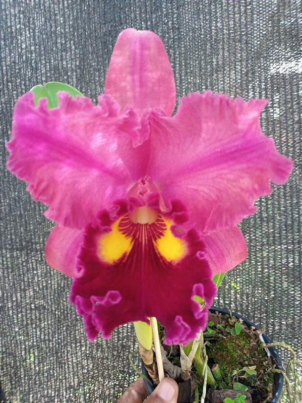 Kit com 4 Cattleya Avermelhada Flor Grande Pré Adulta (Lc. Agatha Kinukawa x Blc. Toshie Aoki)
