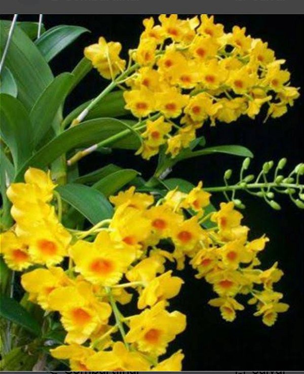 Kit com 4 Dendrobium chrysotoxum Pré Adulta