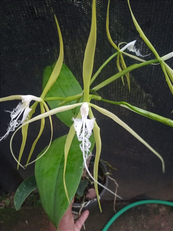 Kit com 4 Coilostylis ciliaris (Epidendrum ciliare) Pré Adulta