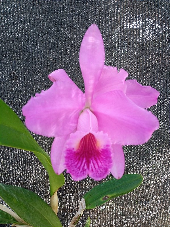 Kit com 4 Cattleya Rosa Flor Grande Pré Adulta (Cattleya luedemanniana x Lc. Nobile's Emotions)
