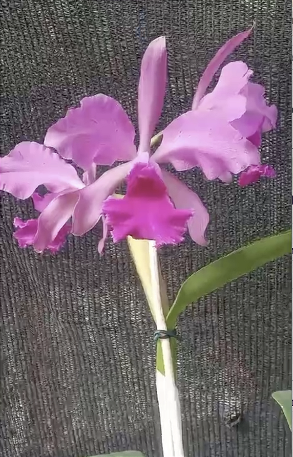 Kit com 4 Cattleya Rosa Flor Média Pré Adulta (Cattleya gaskelliana tipo x C. Leopoldii dark)