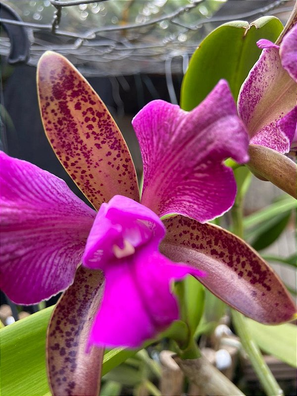 Kit com 4 Cattleya Rosa Flor Média Pré Adulta (Cattleya Leopoldii dark princess x trilabelo)