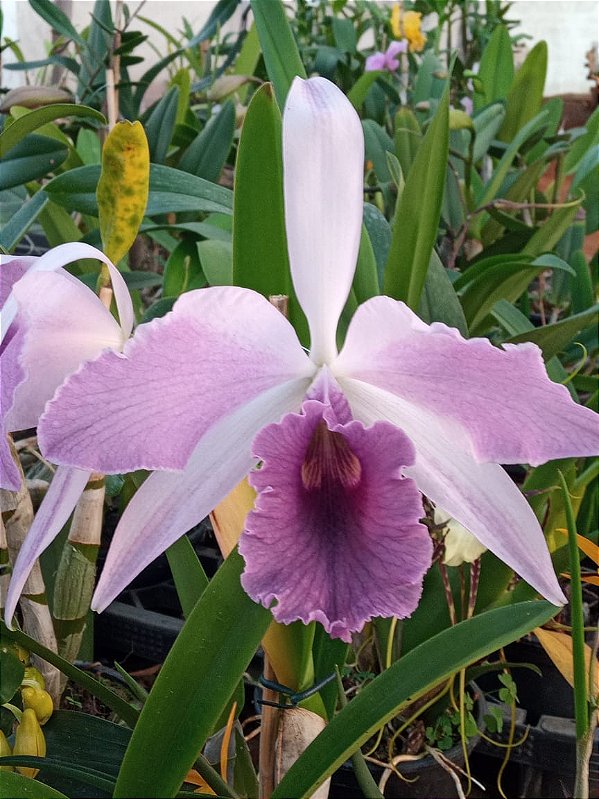 Kit com 4 Cattleya Roxa Flor Média Pré Adulta (Laeliocattleya Roebling)