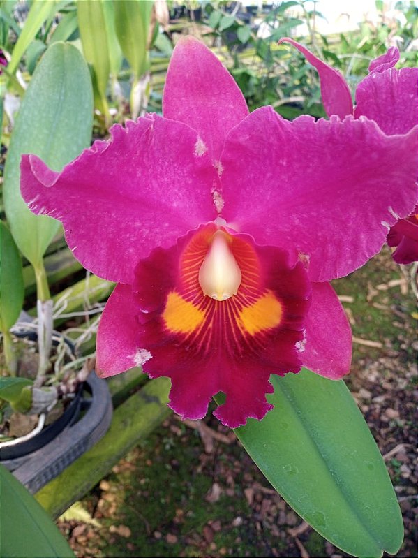 Kit com 4 Cattleya Avermelhada Flor Grande Pré Adulta (Blc. Chunyeah x Blc. Agatha Summer)