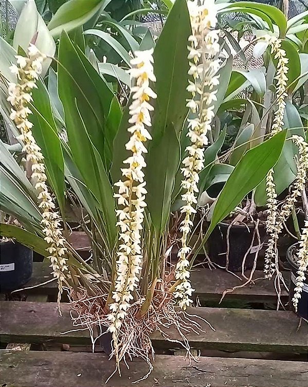Kit com 4 Dendrochilum cobbianum